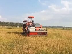 Cepat dan Efisien, Petani Buyan Panen Padi Gunakan Mesin Combine Harvester